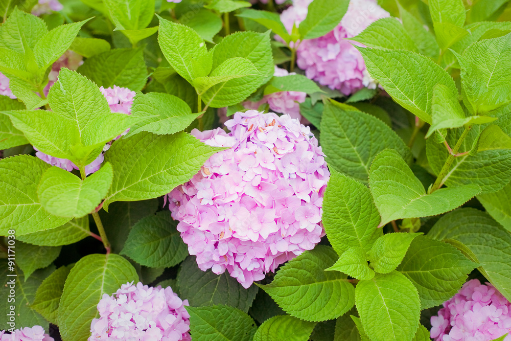 bush of pink flower hydrangea blooming in the garden bush of pink flower hydrangea blooming in the garden