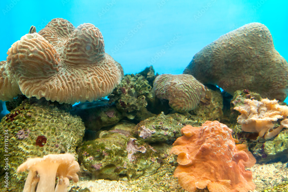 Naklejka premium Sea anemone