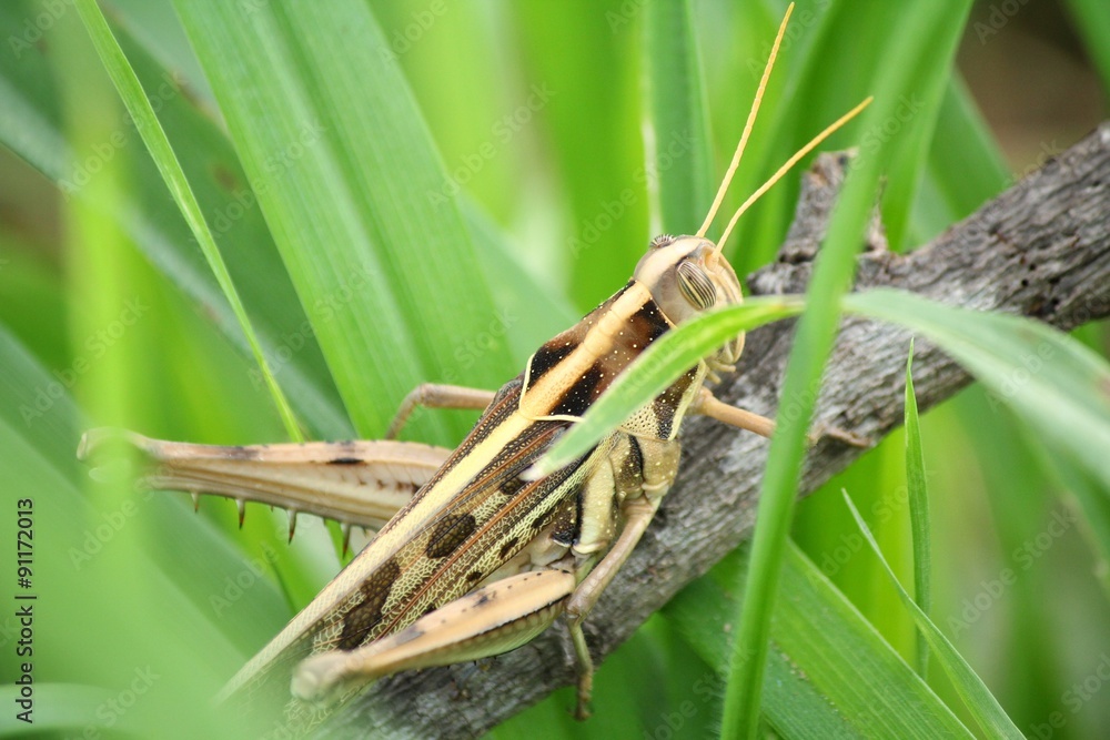 Grasshopper Grasshopper