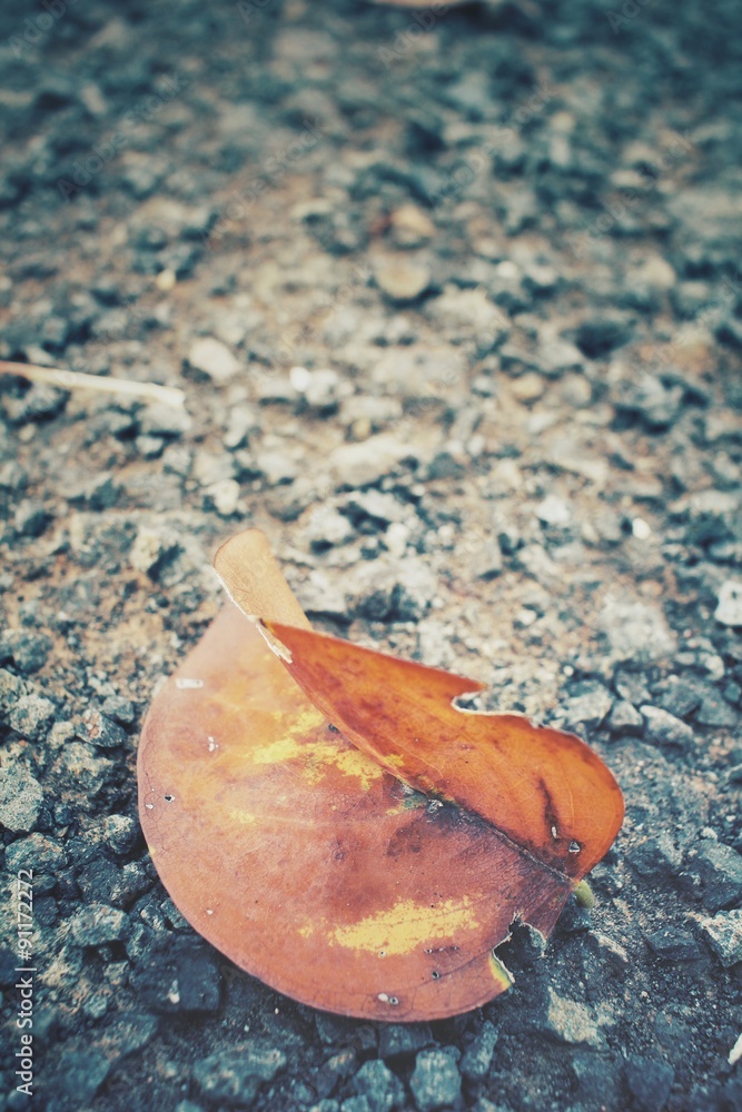 Dried leaves Dried leaves