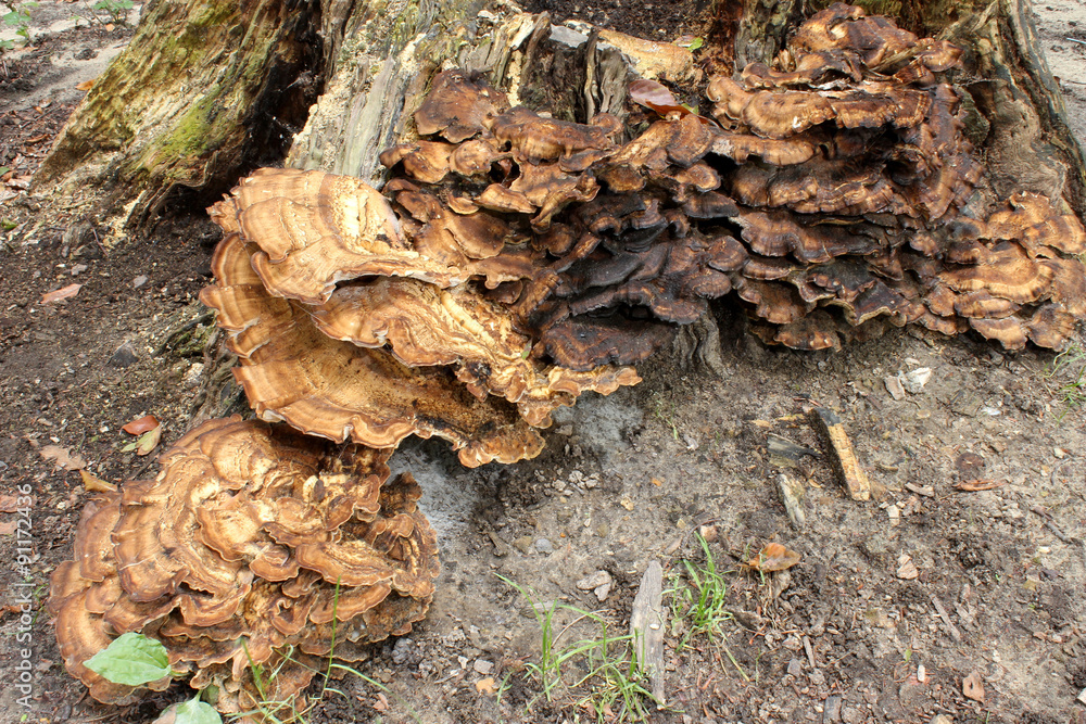 Champignons sur une souche d’arbre (4) Champignons sur une souche d’arbre (4)