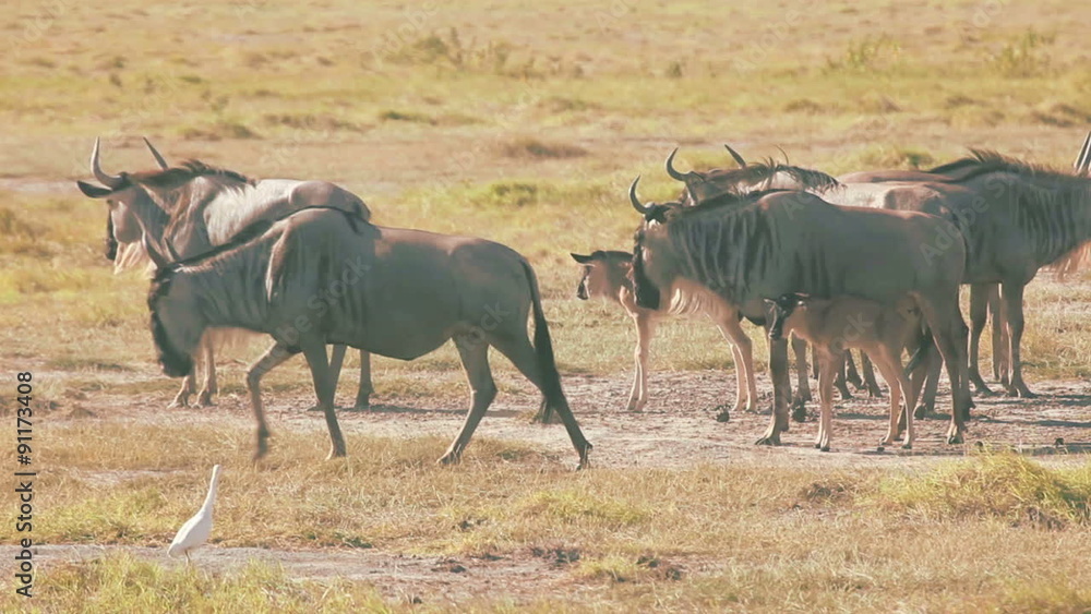 Wildebeests in Amboseli park, Kenya
Wildebeests in Amboseli park, Kenya