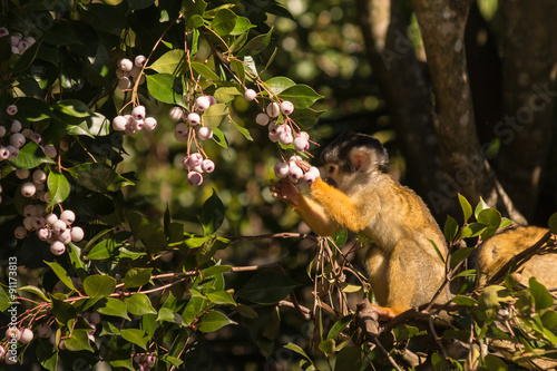 Photography squirrel monkey eating berries