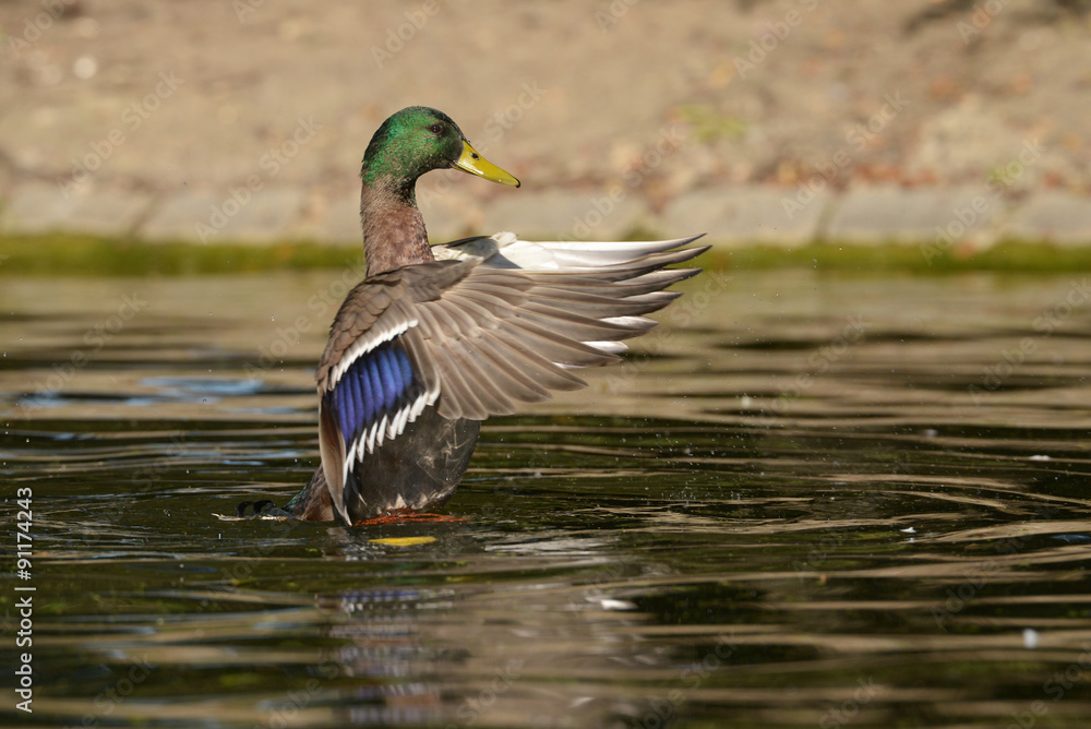 Obraz premium Mallard - Male