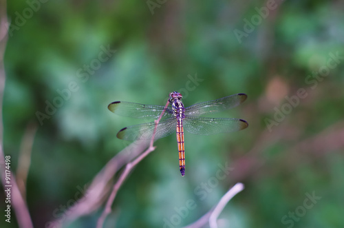 dragonfly in the forest