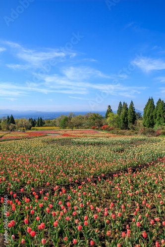Wallpaper Mural チューリップ畑 Torontodigital.ca