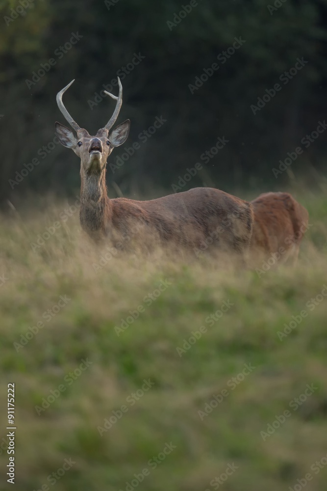 Red deer / Czech republic deer 