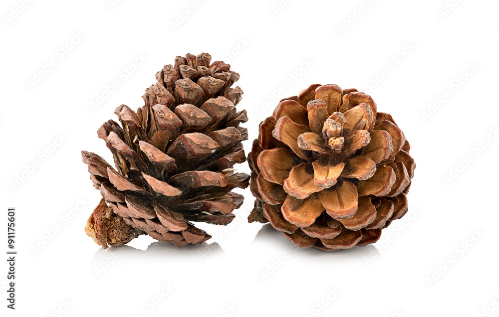 cones various coniferous trees isolated on white cones various coniferous trees isolated on white