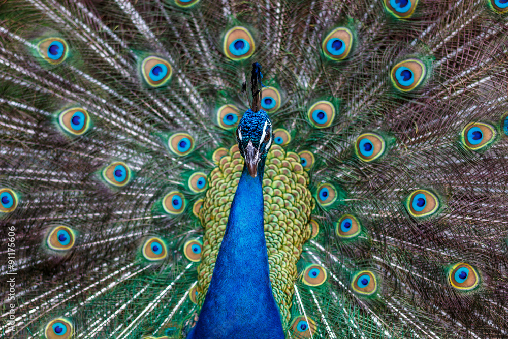 Obraz premium 孔雀のポートレート