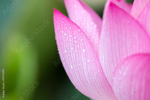 蓮の花