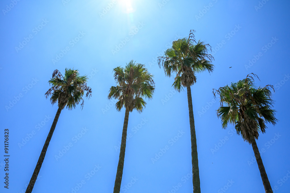 Fototapeta premium 椰子の木