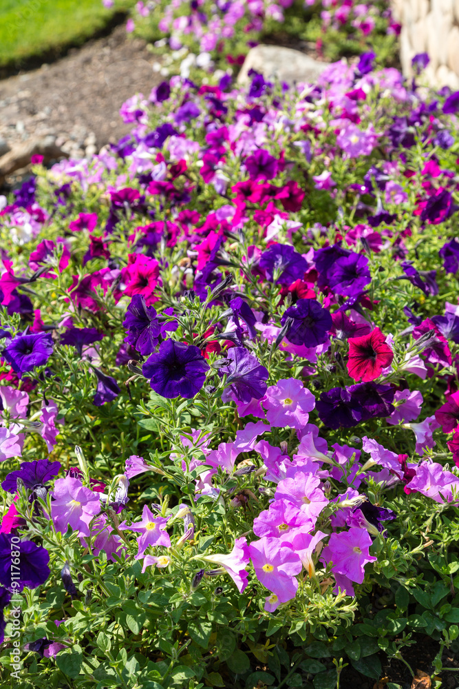 Pink and Purple Flowers in Garden