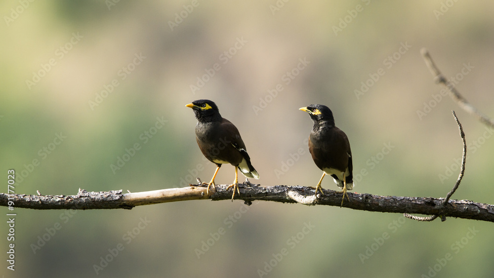 Common mynah in Ella, Sri Lanka Common mynah in Ella, Sri Lanka