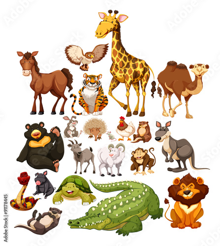 Different type of wild animals