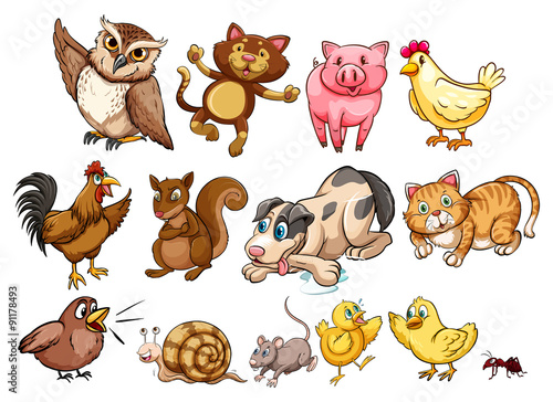 Different type of farm animal and pet