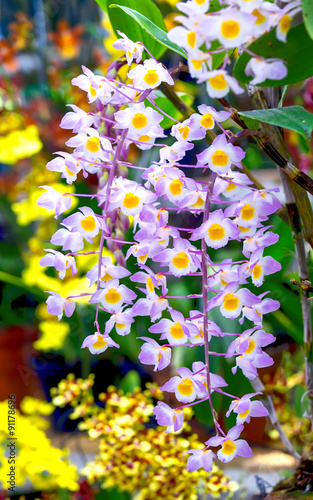 Forest orchids blooming flower garden party with wings twisted pinkish sepals fragrant and long-life. This is the favorite flower of the tropics photo