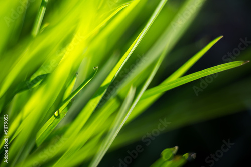 Macro of Morning Grass