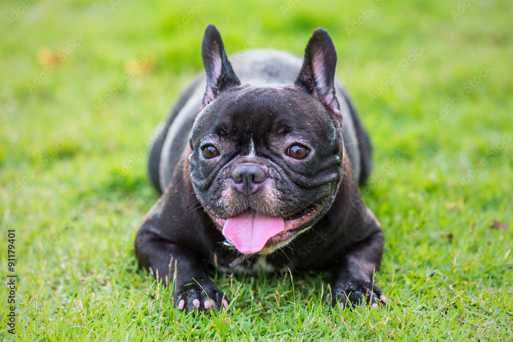 Closeup photo of a happy french bulldog on the field