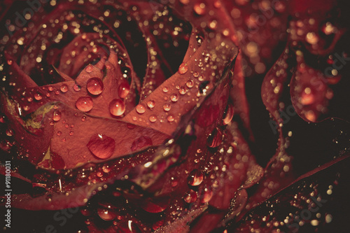 Wet Red Rose Grunge Macro