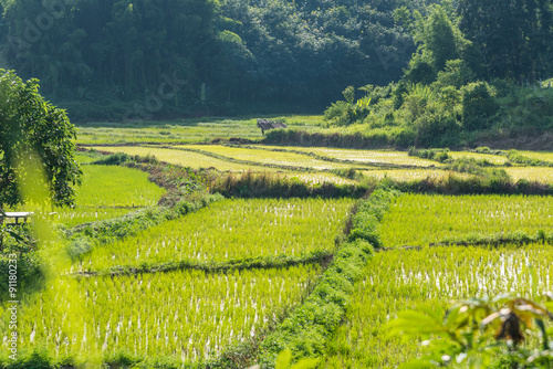 Rice filed blue sky woodle hut photo