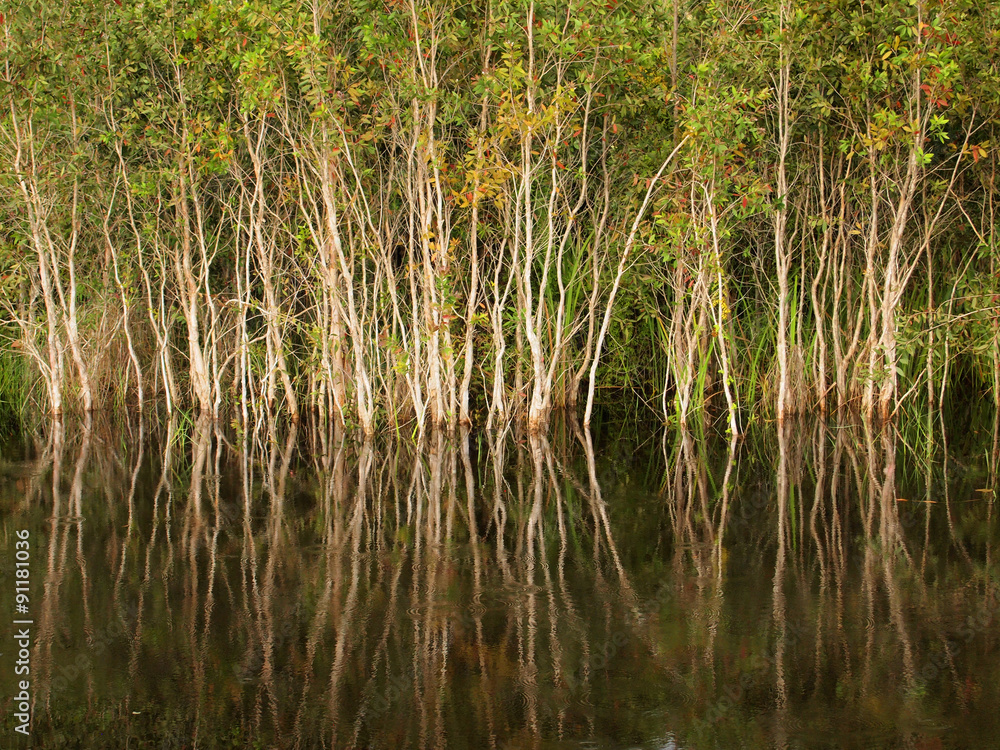 Mangrove forest