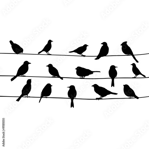 Cute black birds on a wire