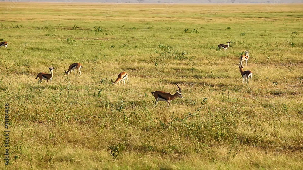 Thomson's gazelles in Amboseli Park, Kenya
Thomson's gazelles in Amboseli Park, Kenya