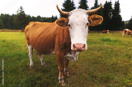 Brown and white cow against green meadow.