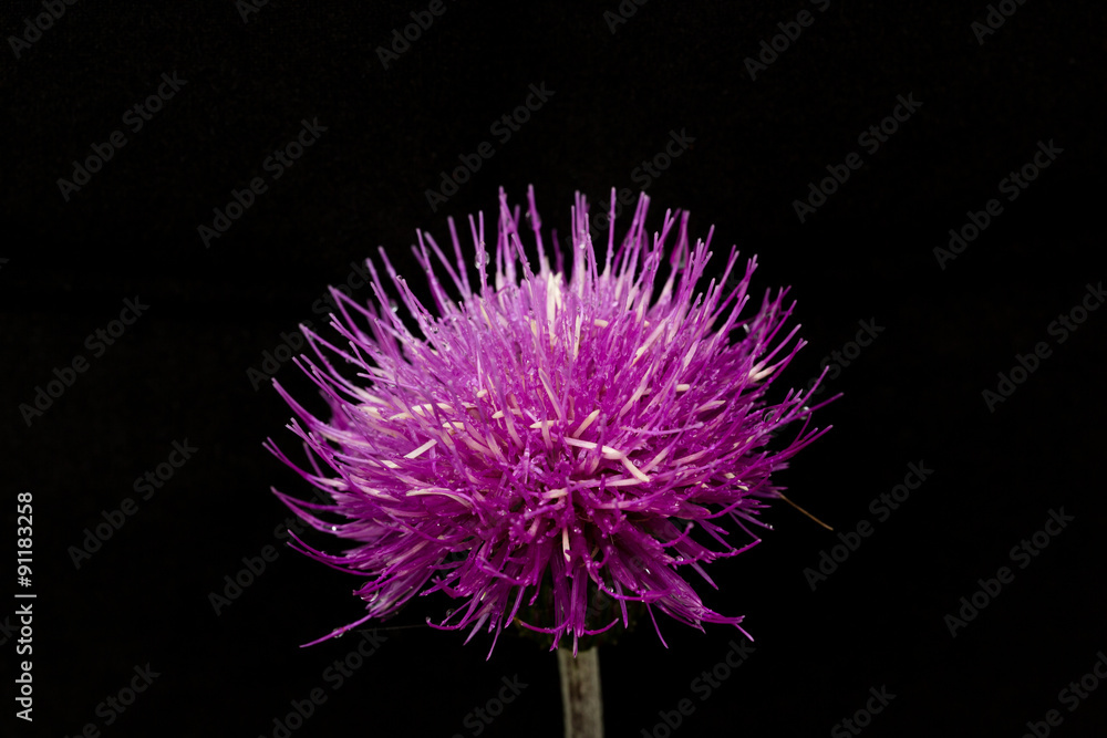Fleur rose violette rouge en boule Photos | Adobe Stock