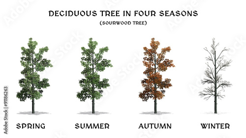 Bilde på lerret Deciduous Tree in four seasons - isolated on white background