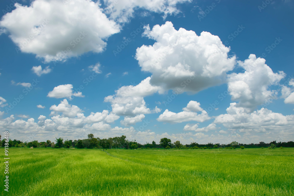 The cozy atmosphere in the rice fields. Among the clouds on a beautiful sky in Thailand. The cozy atmosphere in the rice fields. Among the clouds on a beautiful sky in Thailand.