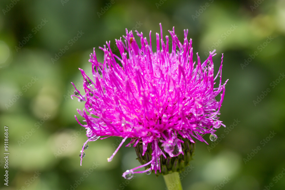 Chardon mauve Chardon mauve