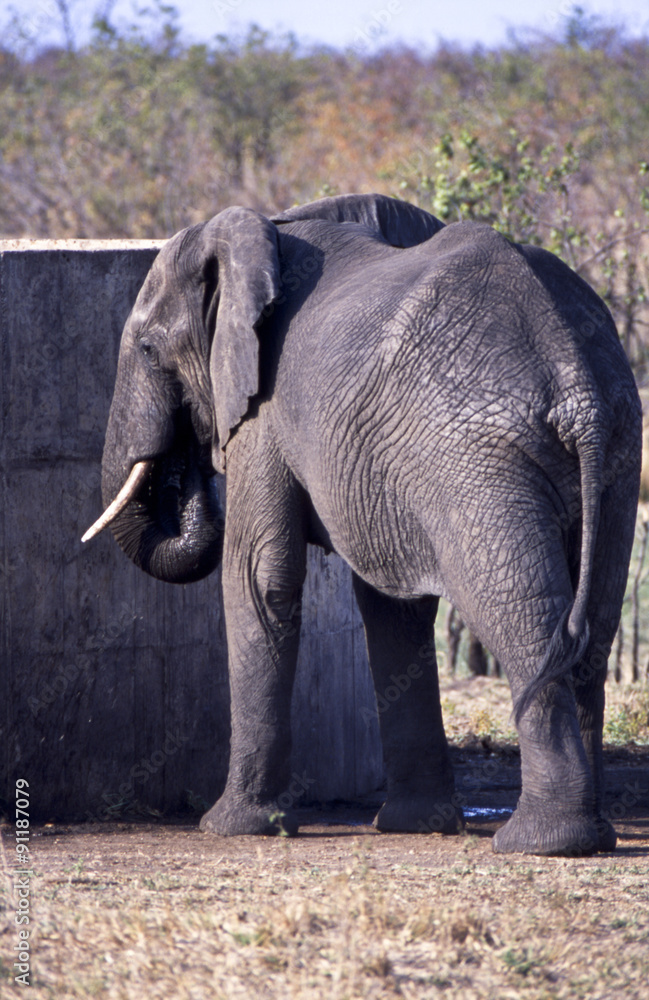 Obraz premium Elefante - elephant (Loxodonta africana) del Parco Nazionale del Kruger in Sud Africa 