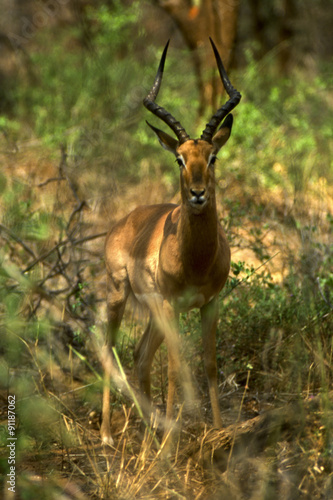 Impala (aepyceros melampus) del kruger national park in Sud Africa 