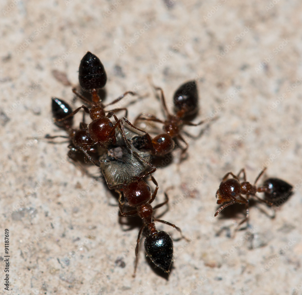 ants eating a fly