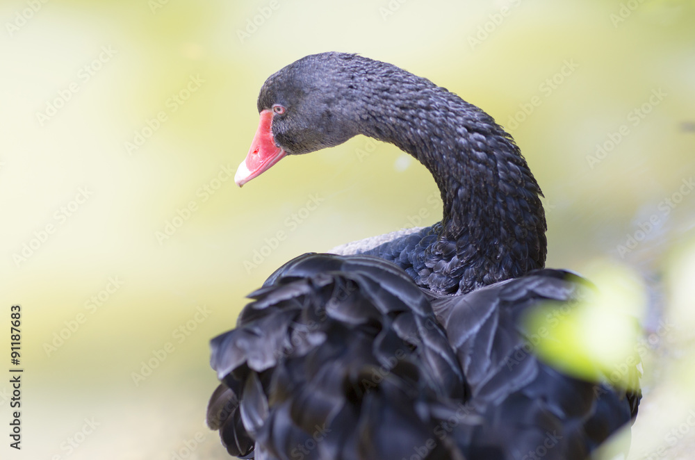 Fototapeta premium Черный гусь стоит на берегу озера. Черный гусь изогнул свою шею.