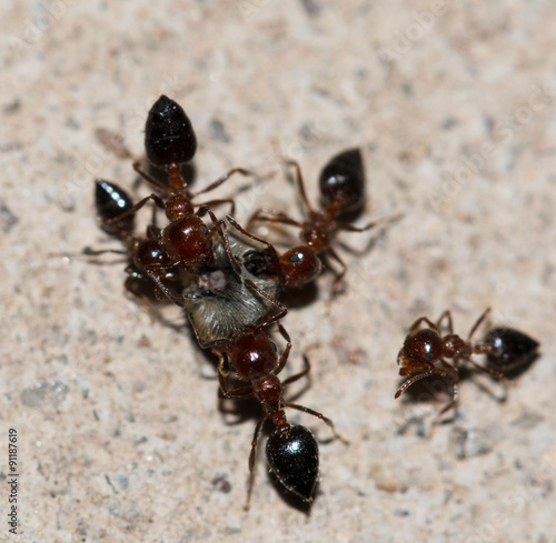 ants eating a fly © studybos