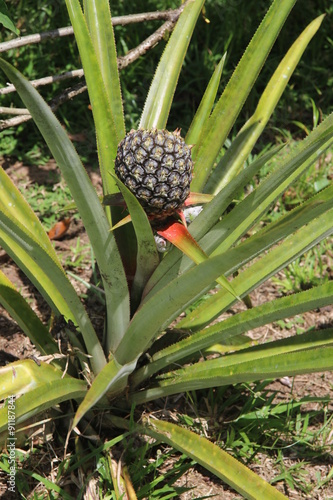 Guyane - Saut Athanase - Août 2015 photo