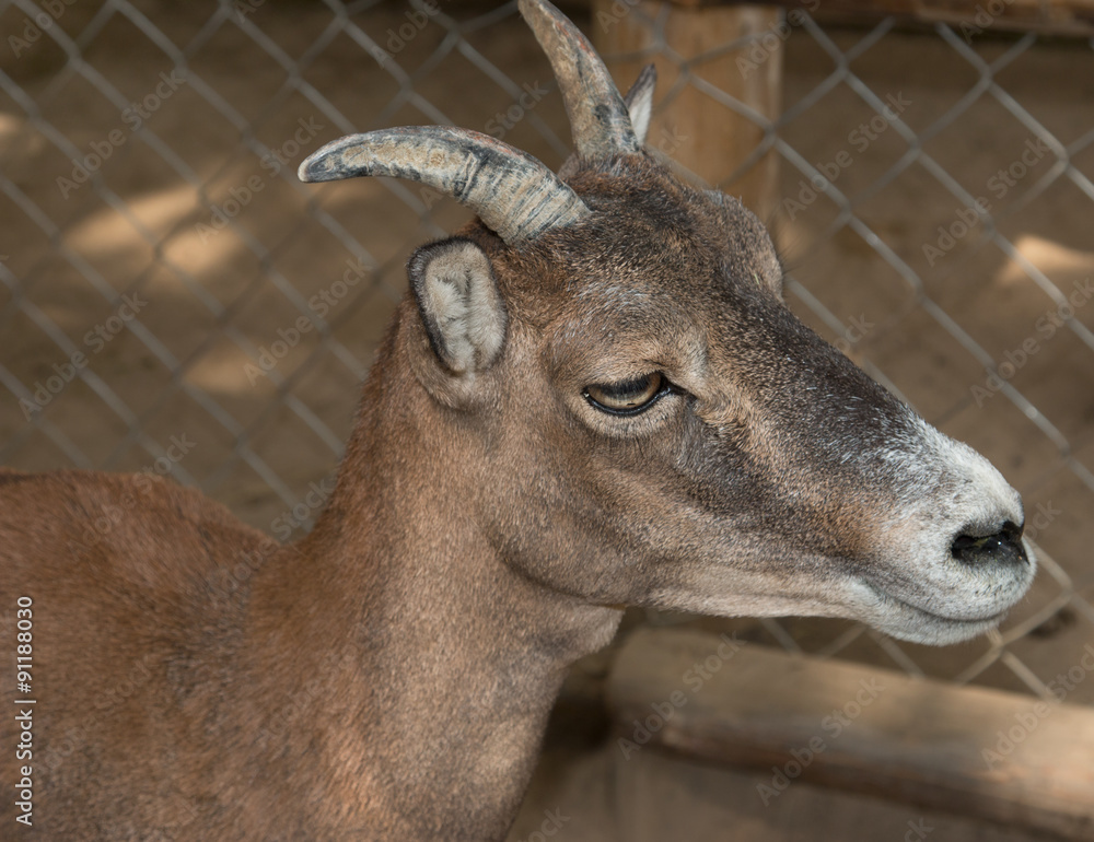 gray goat in the pen gray goat in the pen