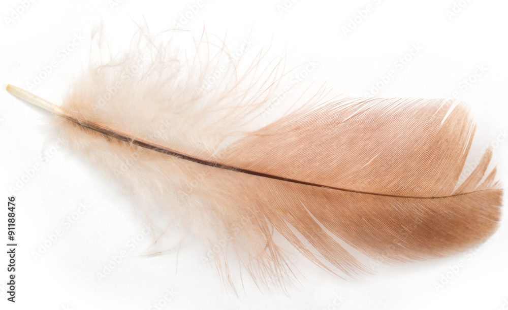 Obraz premium brown pen on a white background