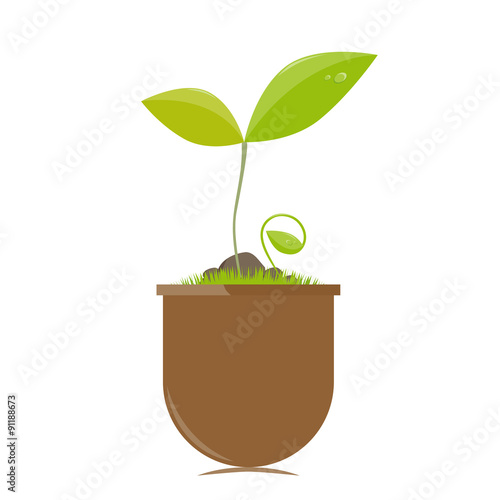 Flower pot with plants