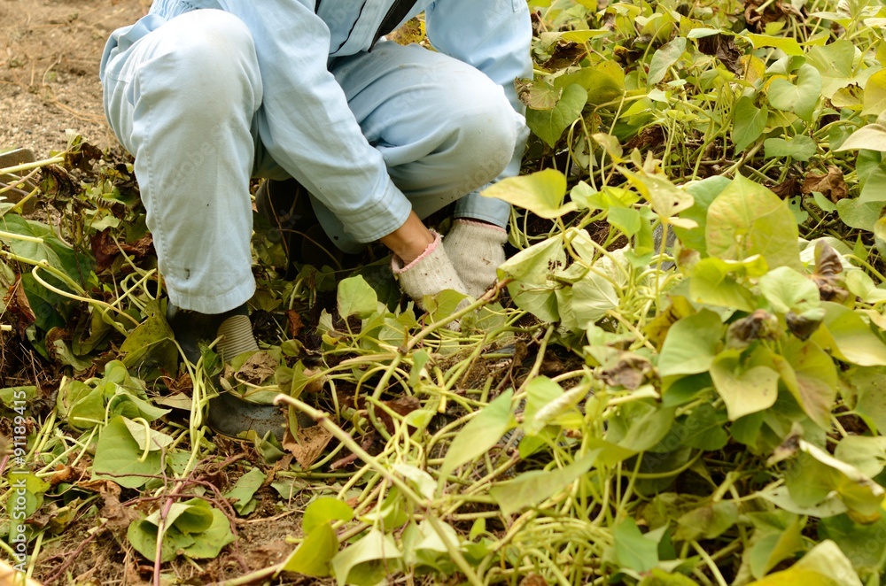 Naklejka premium 畑仕事