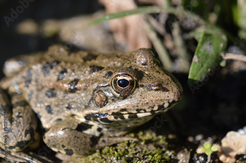 grenouille 