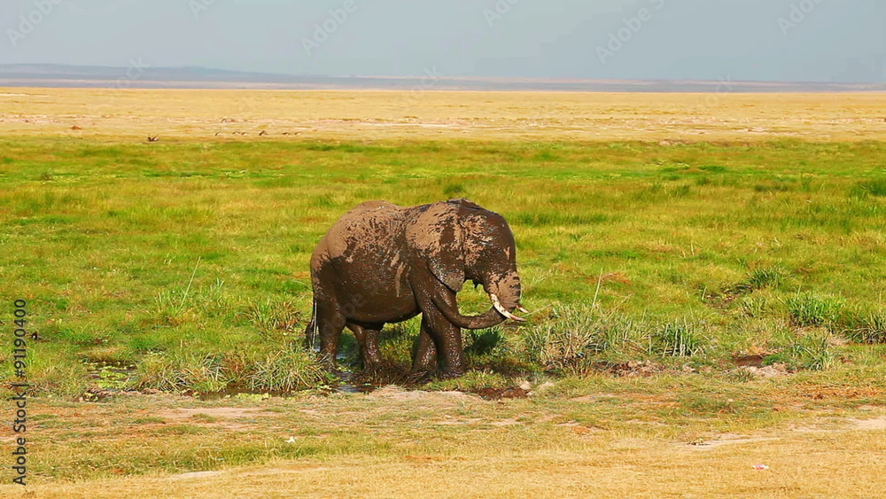 Elephant taking mud bath in Amboseli Park, Kenya
Elephant taking mud bath in Amboseli Park, Kenya