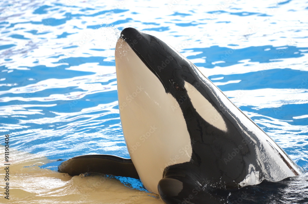 Obraz premium Potężna orka w Loro Park w Santa de la Cruz na Teneryfie 