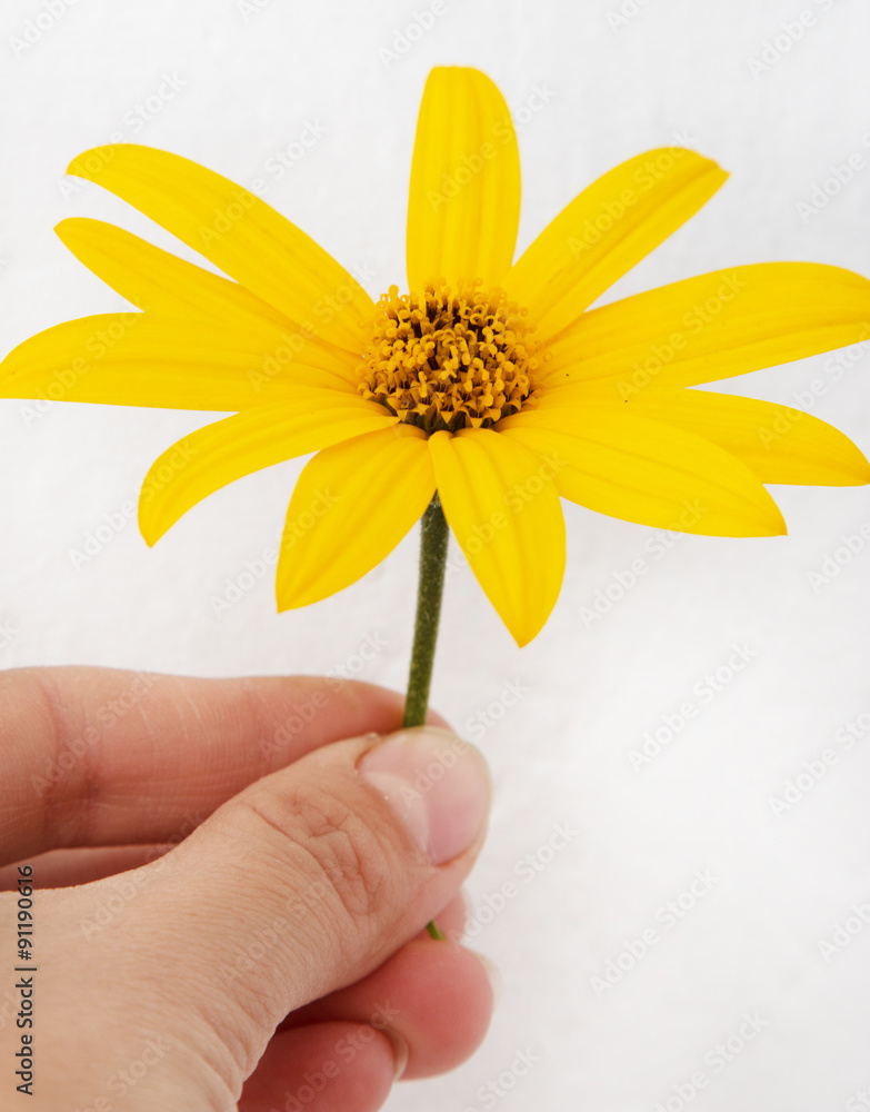 yellow flowers of Jerusalem artichoke on white background yellow flowers of Jerusalem artichoke on white background