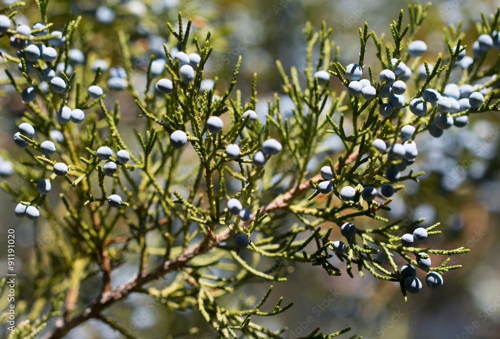fir branch as background