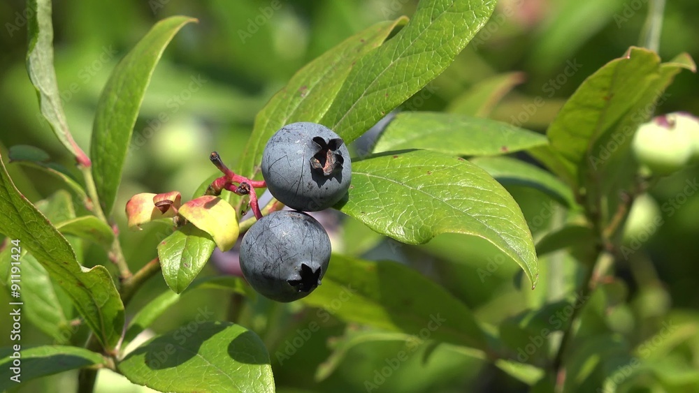 blueberries fruits hanging on blueberry plant blueberries fruits hanging on blueberry plant