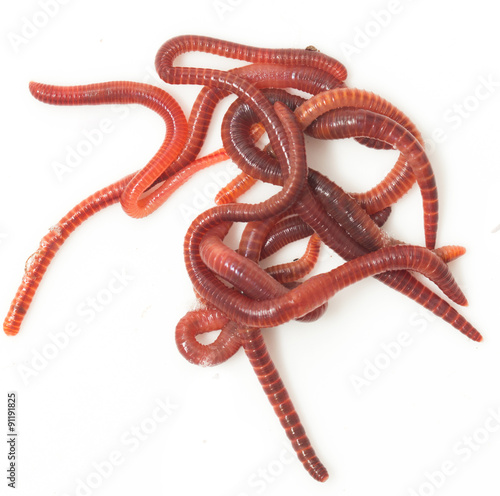 red worms on a white background