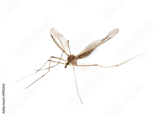 Slika na platnu anopheles mosquito